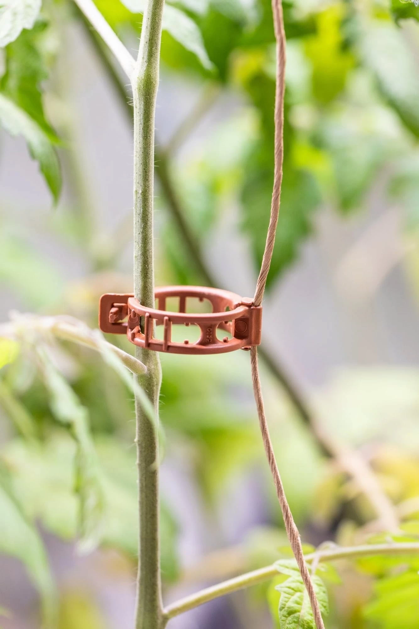 Aufbinde-Clips â Bild 2