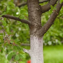 Stammanstrich, 150 G