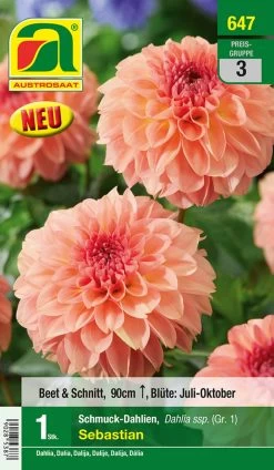 Blumenzwiebel, Dahlie Schmuck Sebastian