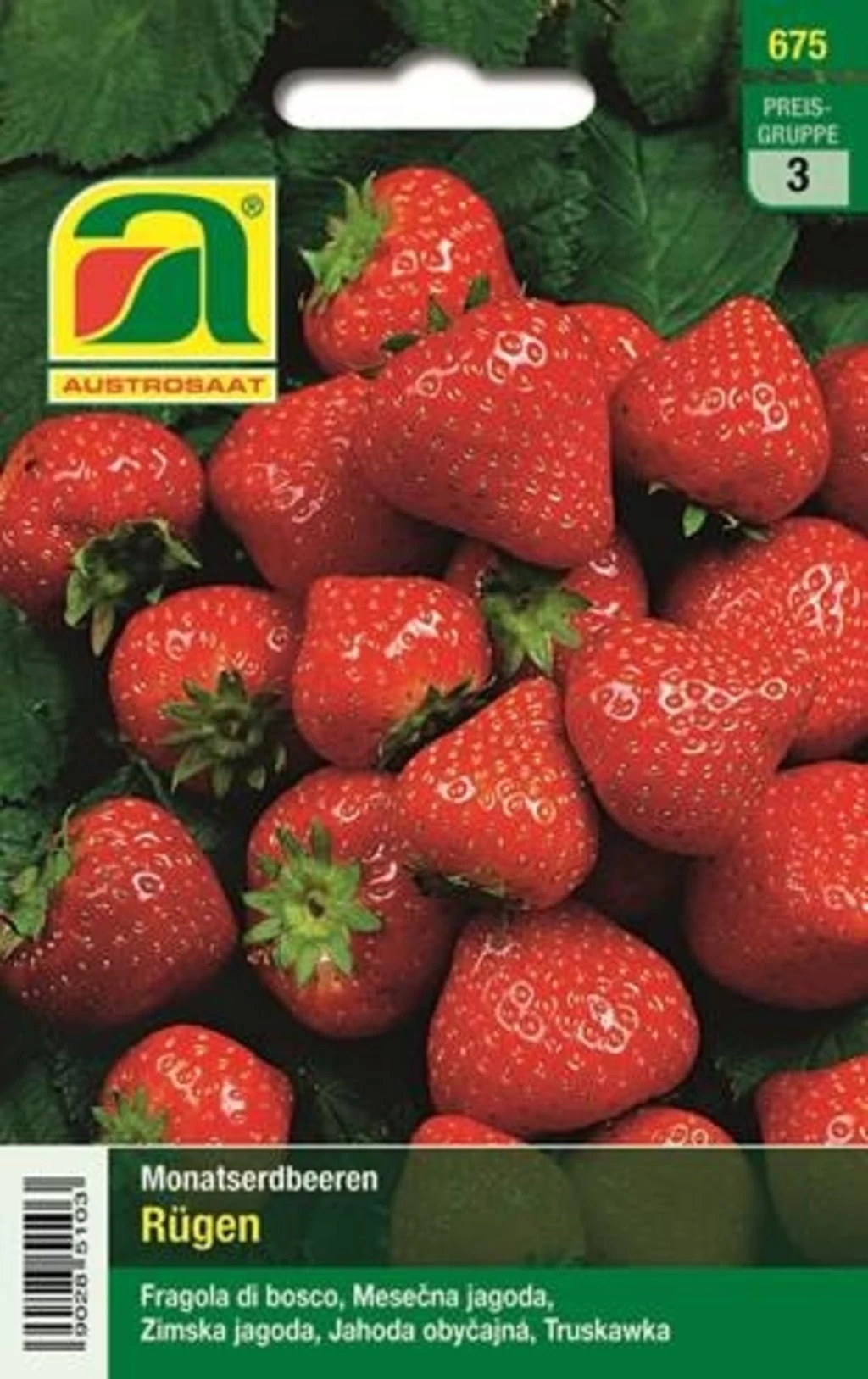 Monatserdbeeren "Rügen" – Bild 2