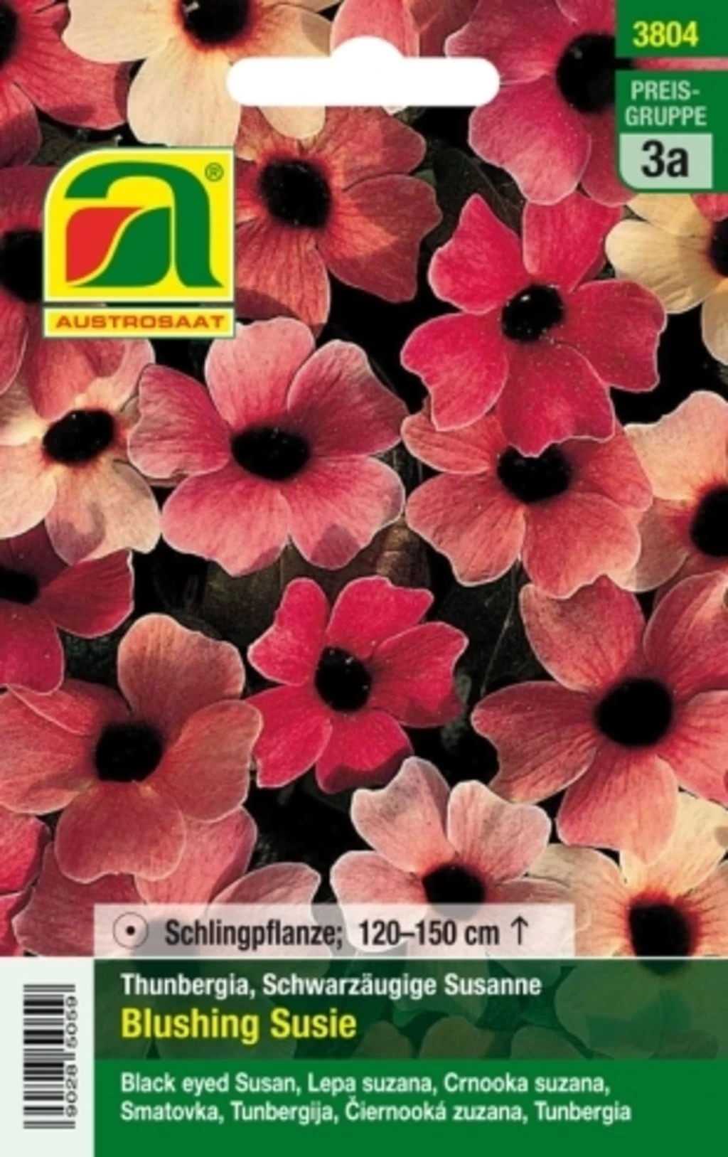 Schwarzäugige Susanne "Blushing Susie" – Bild 2