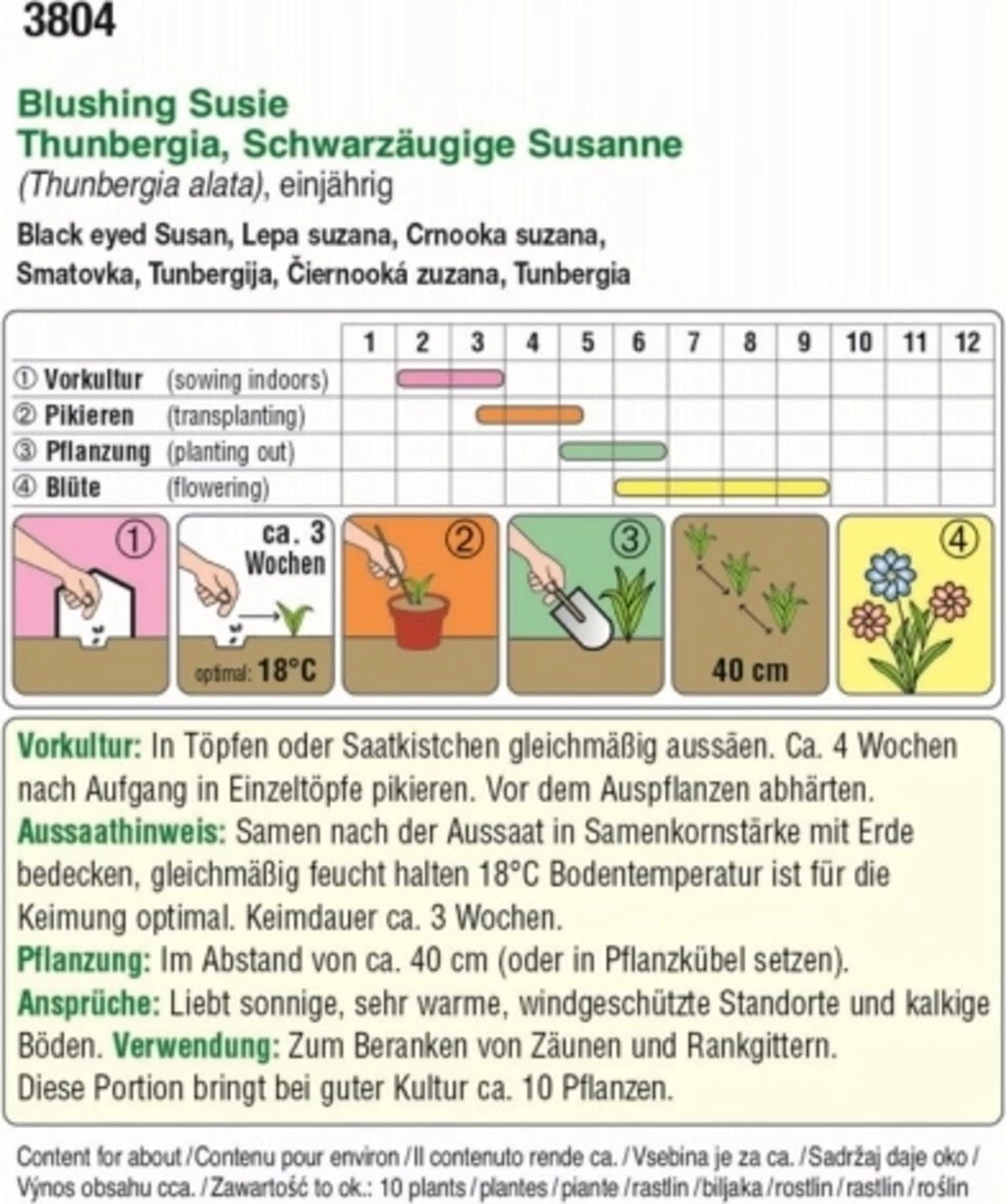 Schwarzäugige Susanne "Blushing Susie"