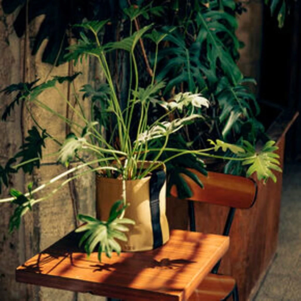 Pflanztasche "Colour" - 10 Liter, Ingwer – Bild 2