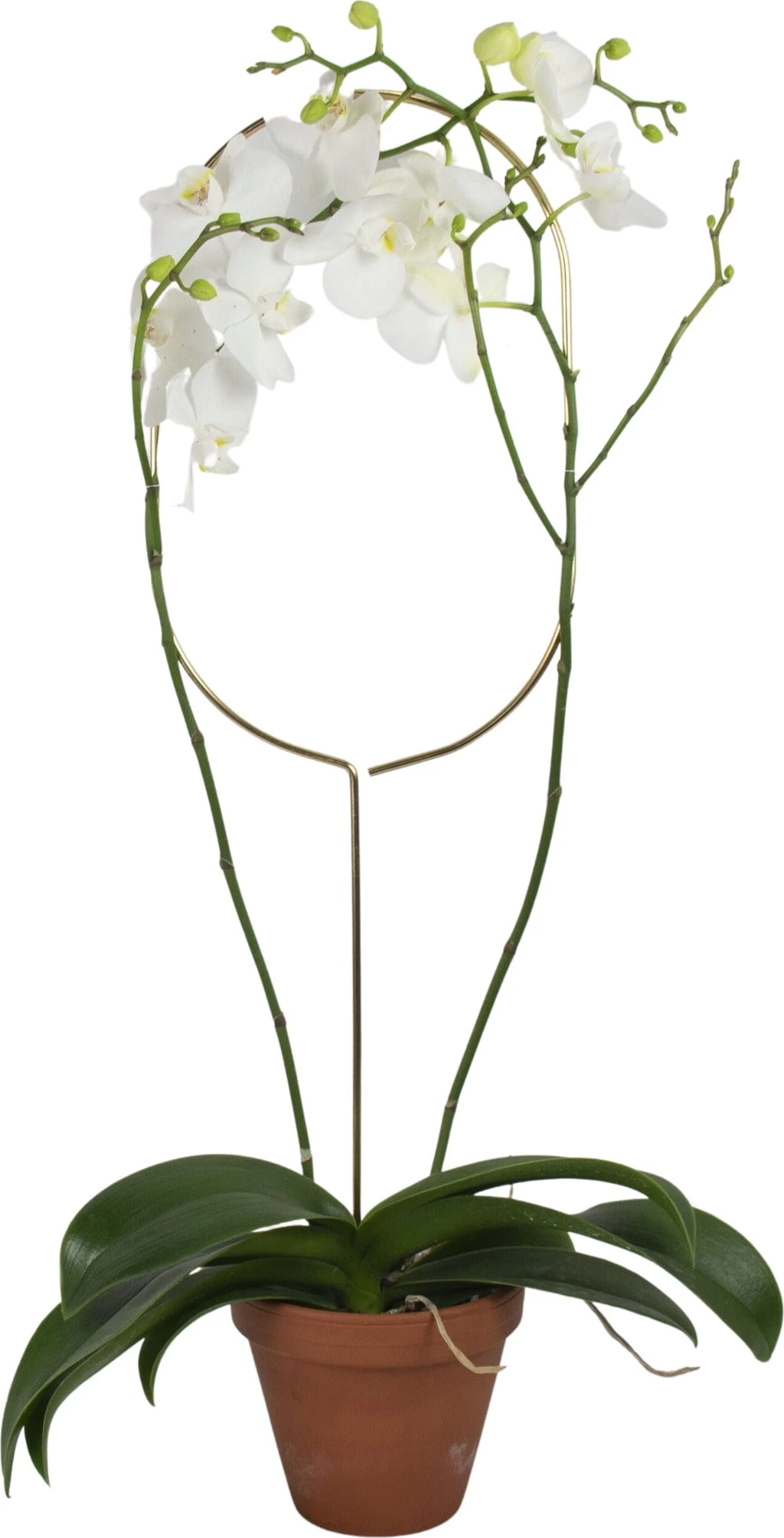 Pflanzenstütze, Arch – Bild 4