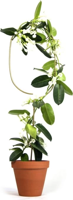 Pflanzenstütze, Arch