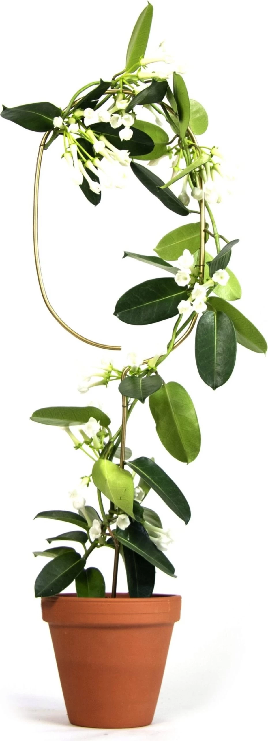 Pflanzenstütze, Arch