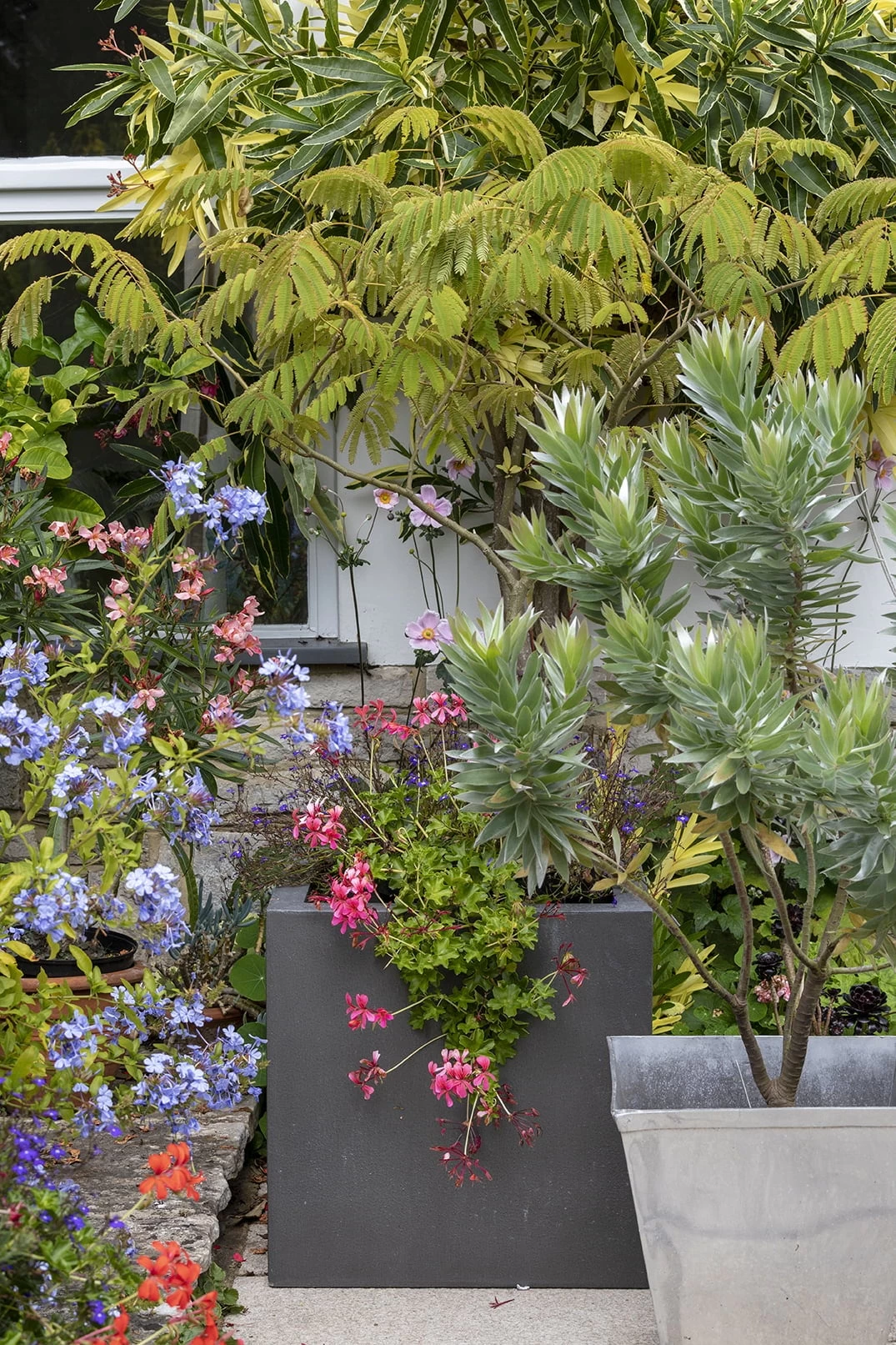 Jätfinger Für Pflanzgefäße – Bild 4