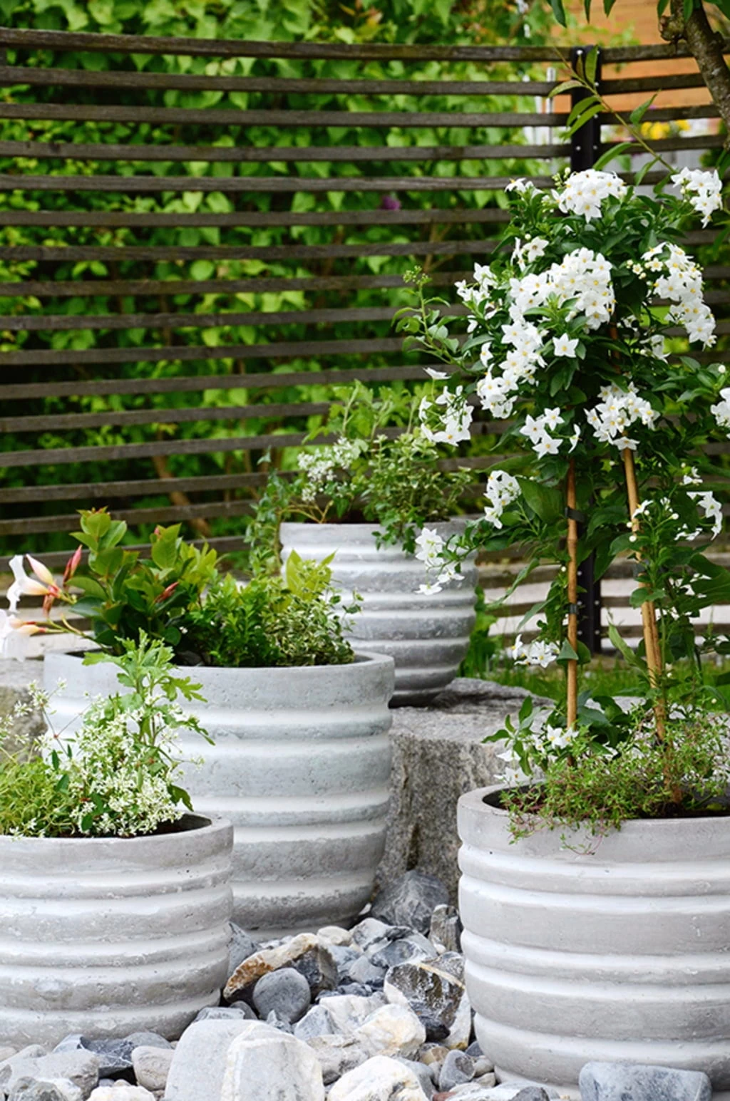 Jätfinger Für Pflanzgefäße – Bild 2