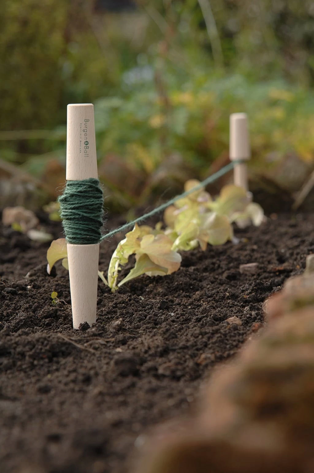 Pflanzschnur – Bild 4