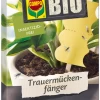 Compo BIO Trauermückenfänger, 5 Stück