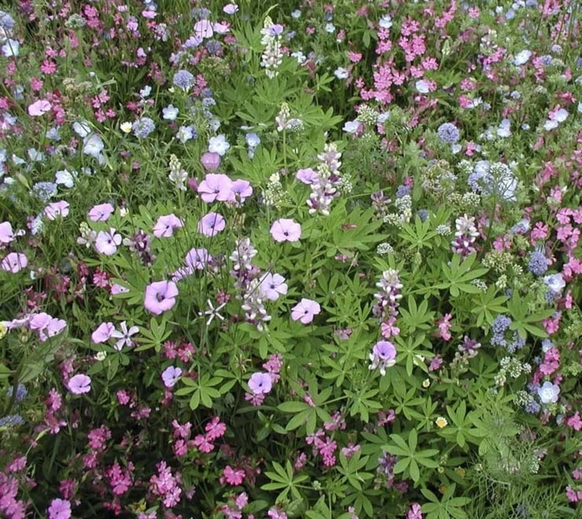 Bockshornsklee, 3 G – Bild 3