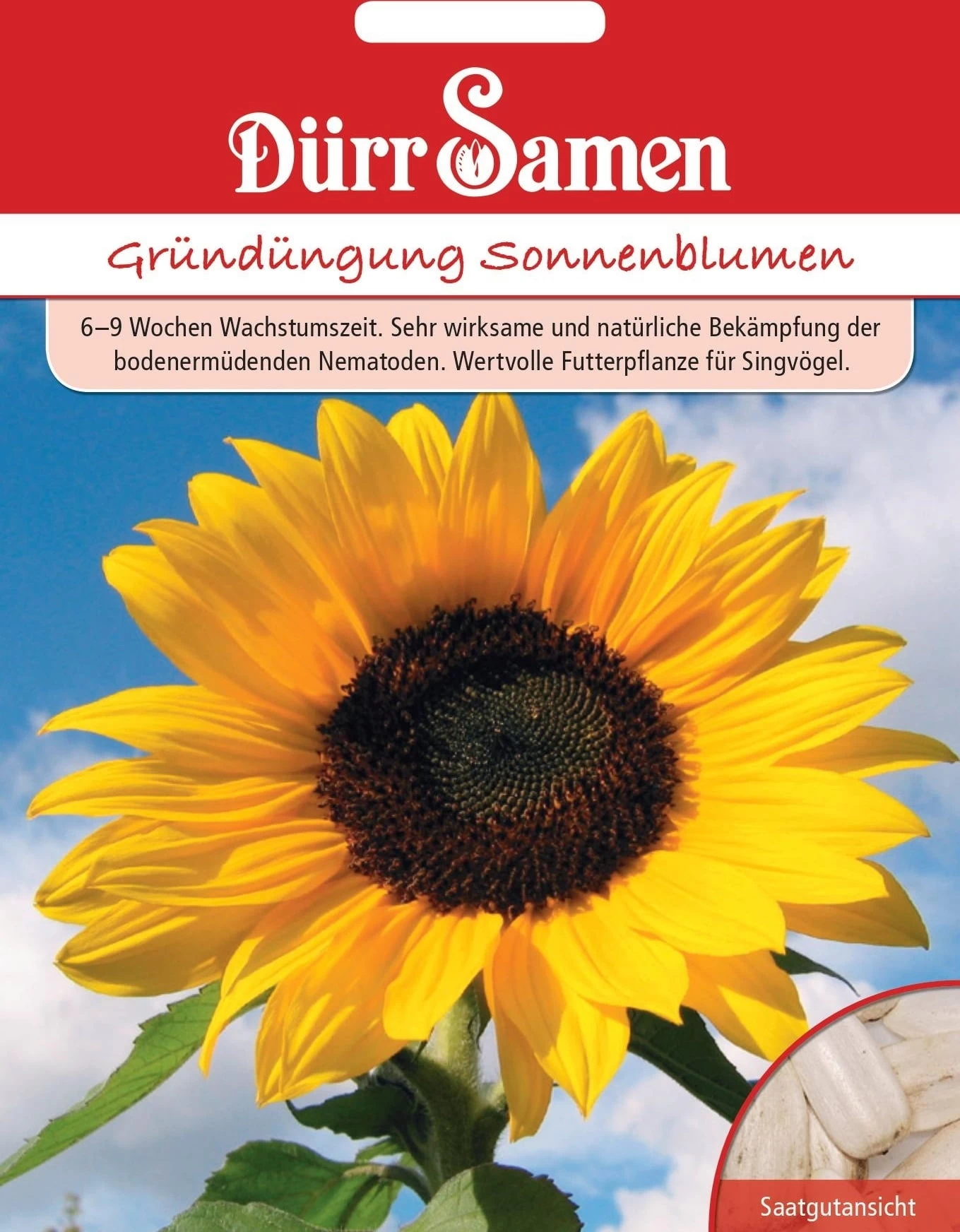 Gründüngung Sonnenblumen , 50 G