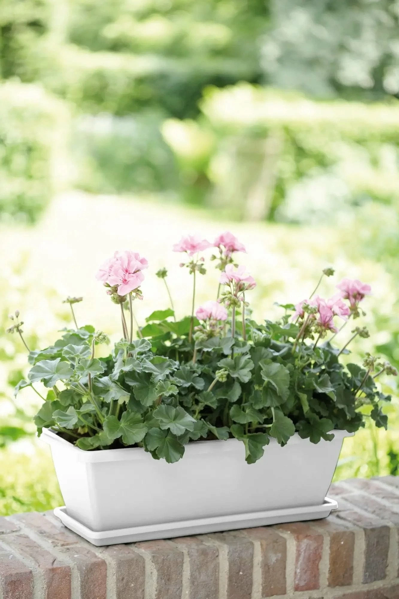 Elho Barcelona Balkonkasten Untersetzer 40 Cm, Weiss â Bild 5