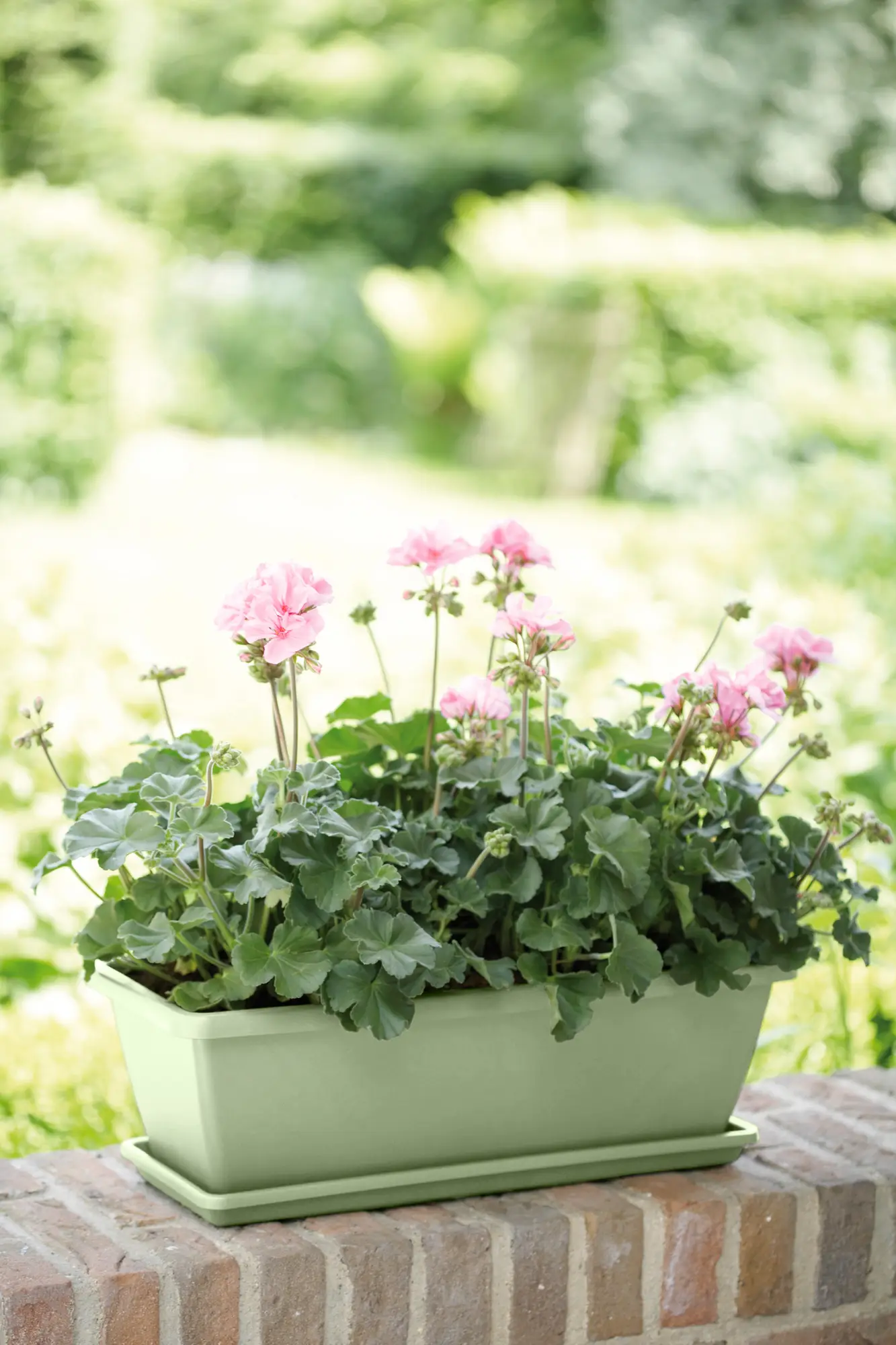 Elho Barcelona Balkonkasten Untersetzer 50 Cm, Pistazien Grün – Bild 3