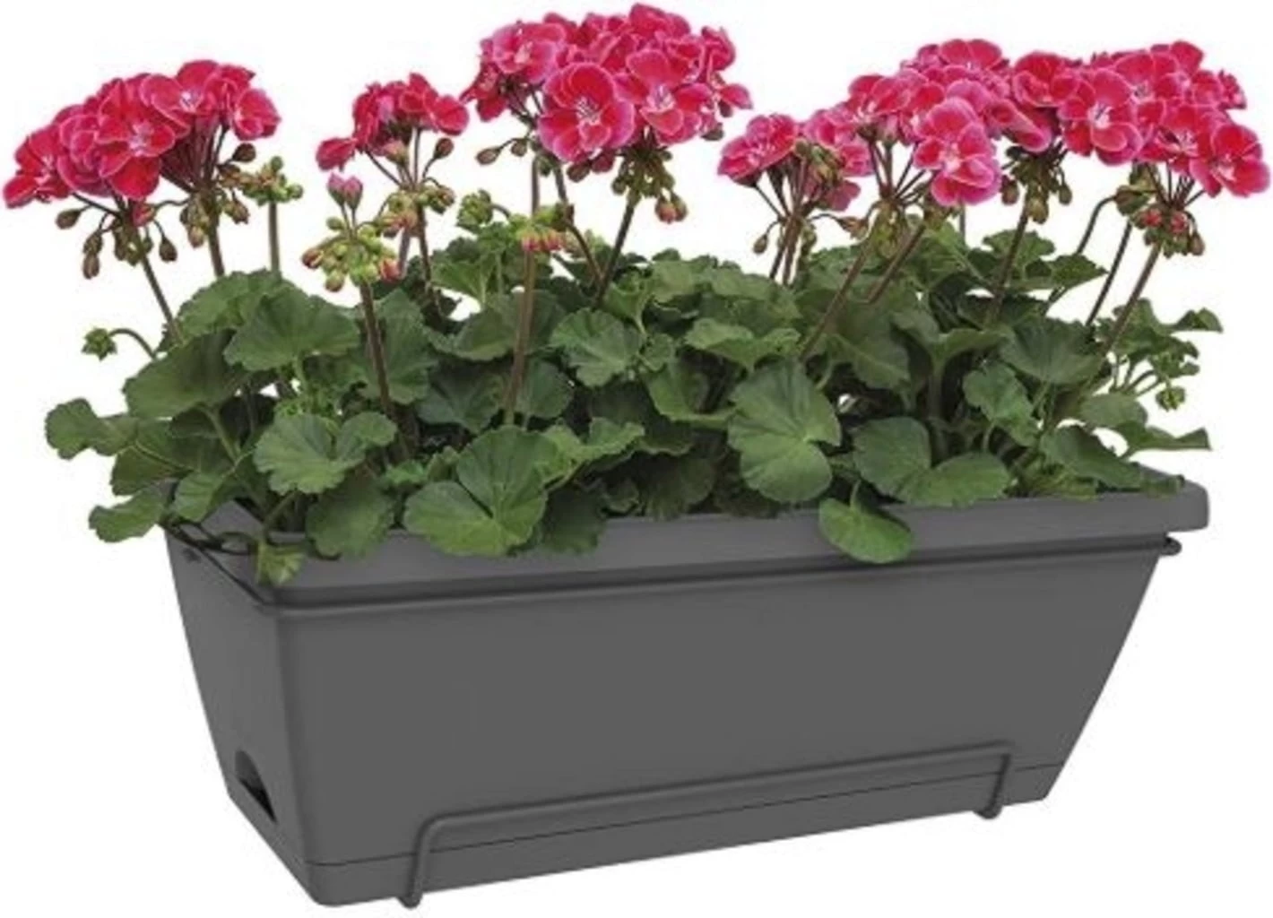 Elho Barcelona Xl Allin1 55 Cm, Anthrazit – Bild 3