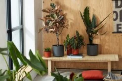 Elho B.for Soft Rund Anthrazit, Ă 22 Cm