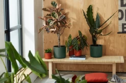 Elho B.for Soft Rund LaubgrĂŒn, Ă 18 Cm