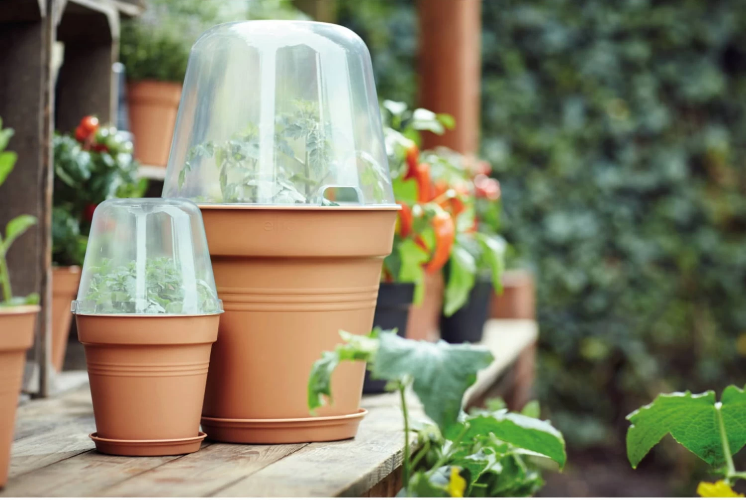 Elho Green Basics Anzucht Haus Rund, 30 Cm – Bild 3