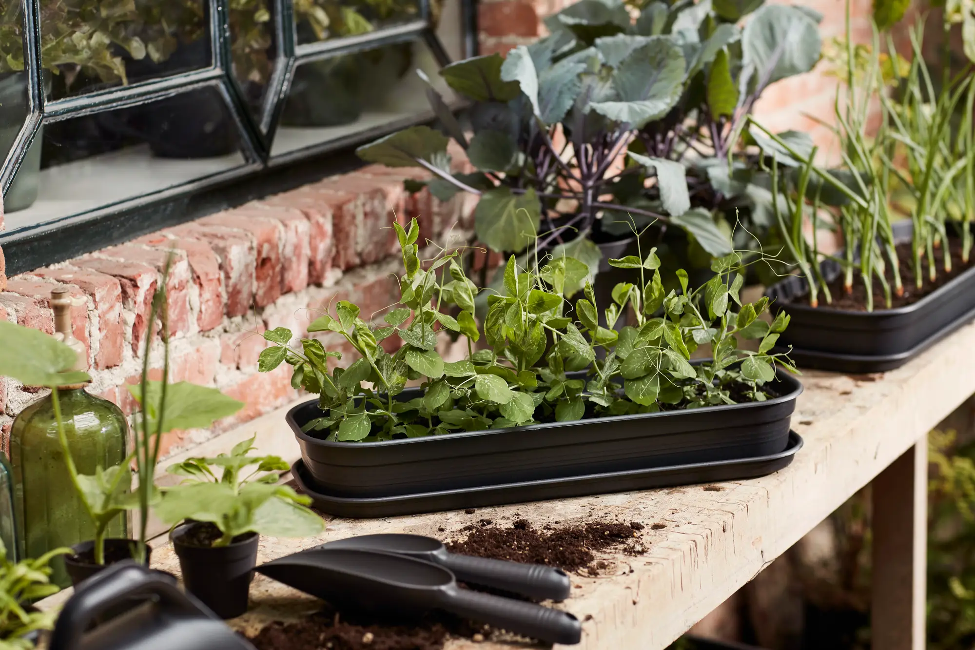 Elho Green Basics Anzucht-Set - Schwarz â Bild 16