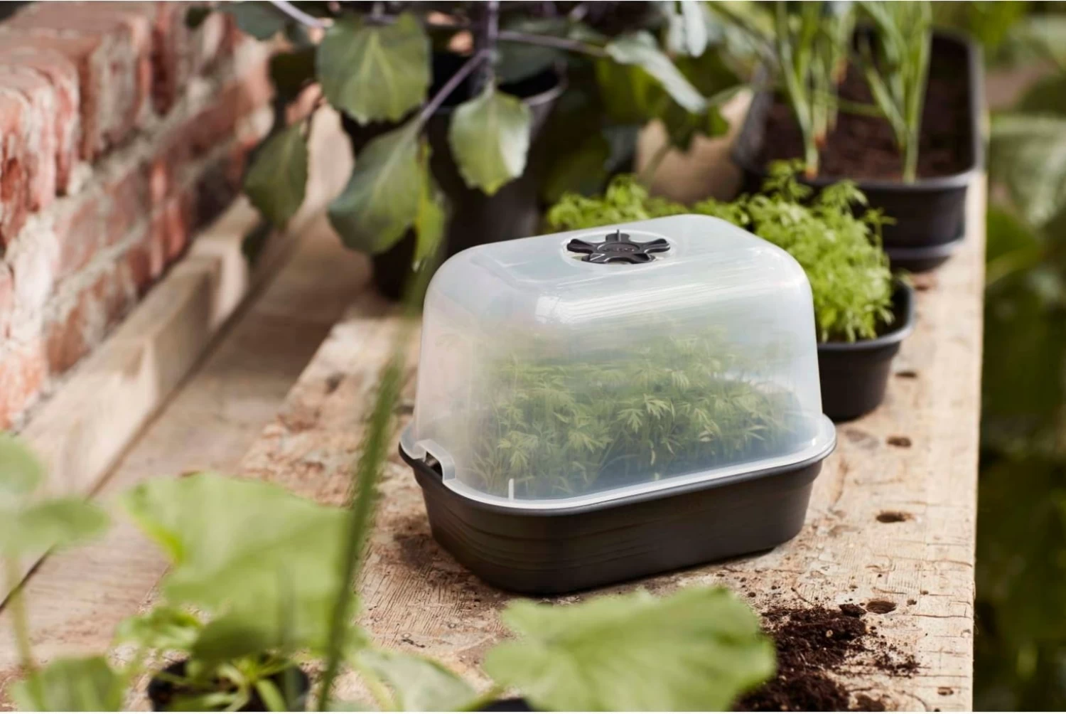 Elho Green Basics Anzuchtschale S, Lebhaft Schwarz