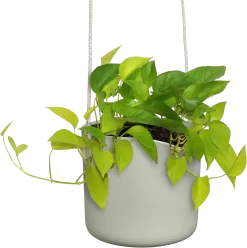 Elho Hängetopf 18cm B.for Swing, Steingrün