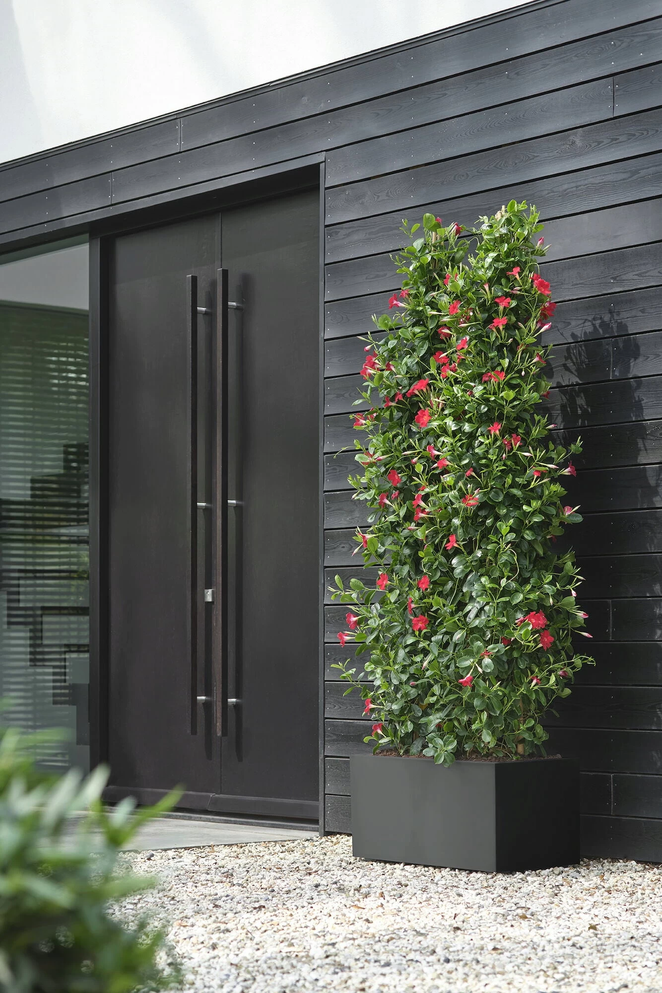 Elho Pflanzkasten Vivo Next Lang - 60 Cm, Living Schwarz – Bild 2