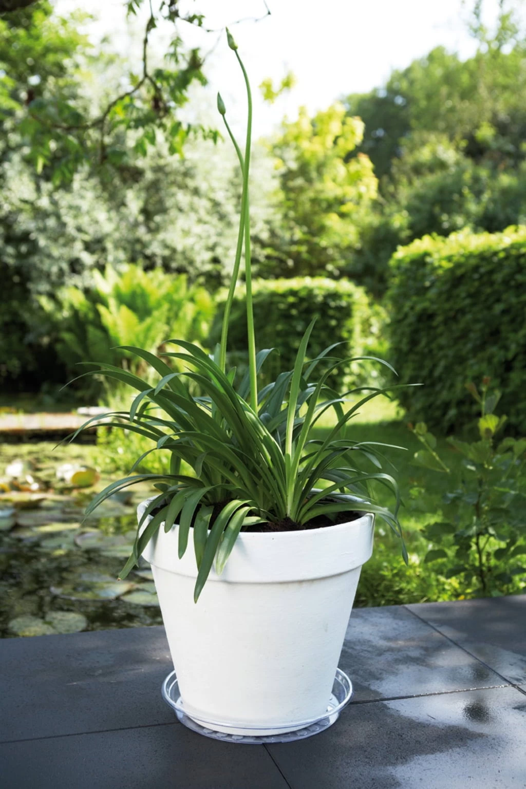 Elho Universal-Untersetzer "transparent", 28 Cm â Bild 2