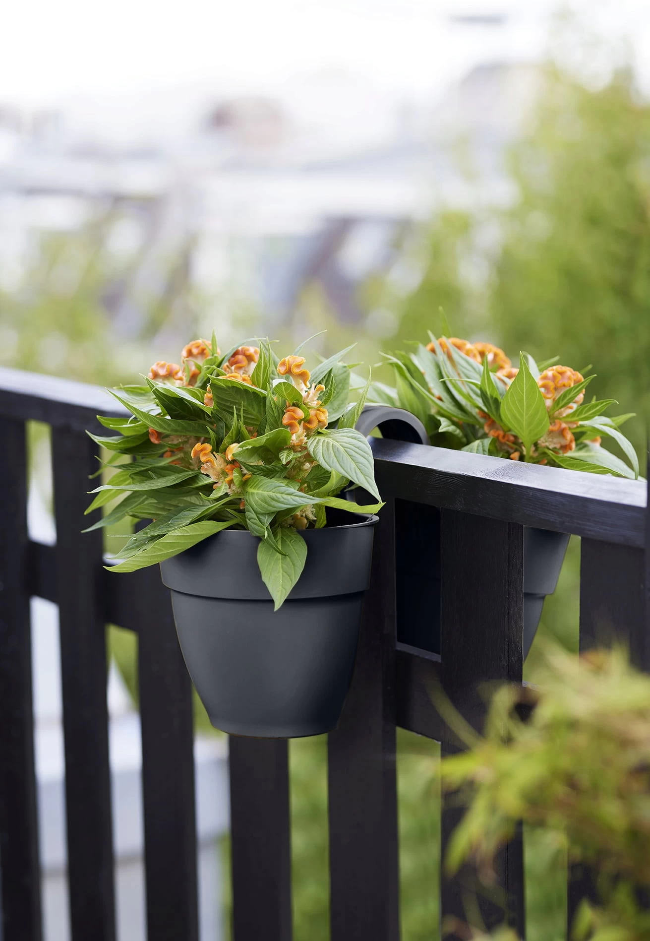 Elho Vibia Campana Flower Twin 21 Cm, Anthrazit