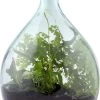 ESSCHERT DESIGN Plant Terrarium Erde
