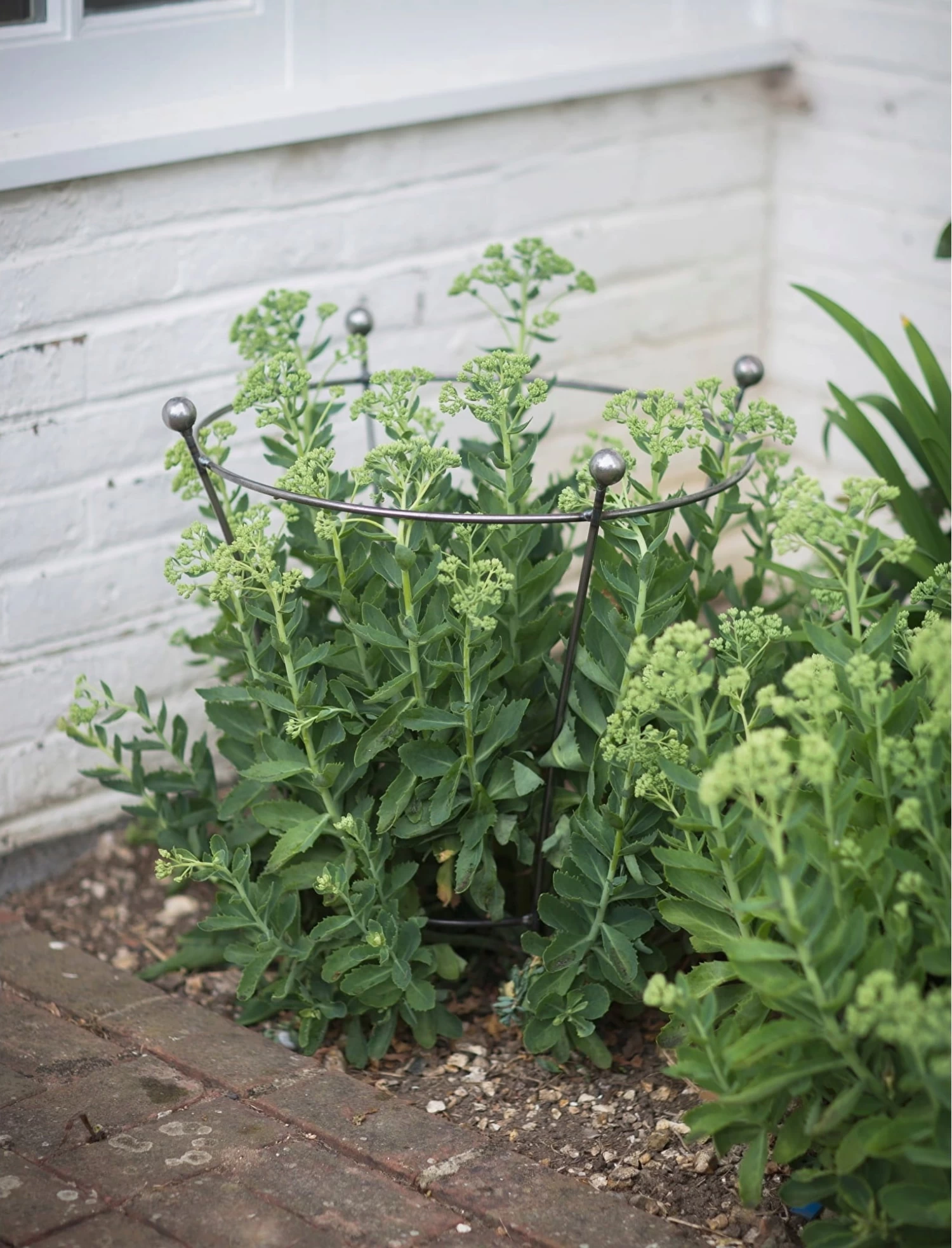 Pflanzenstütze, 60x48 – Bild 2