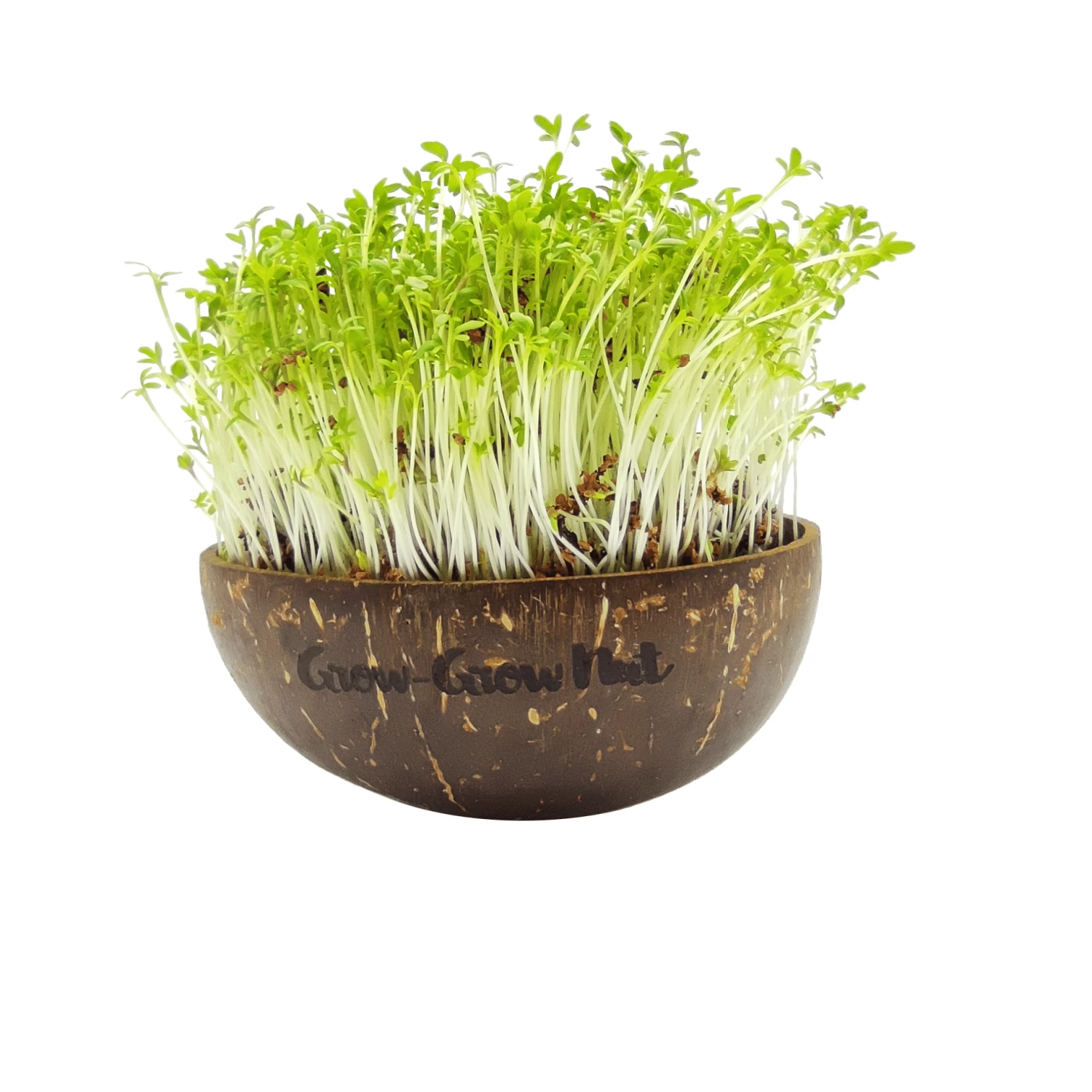 Microgreens Nachfüllpaket "The Mikro Greens" – Bild 4