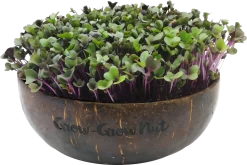 Microgreens Nachfüllpaket "The Mikro Greens"