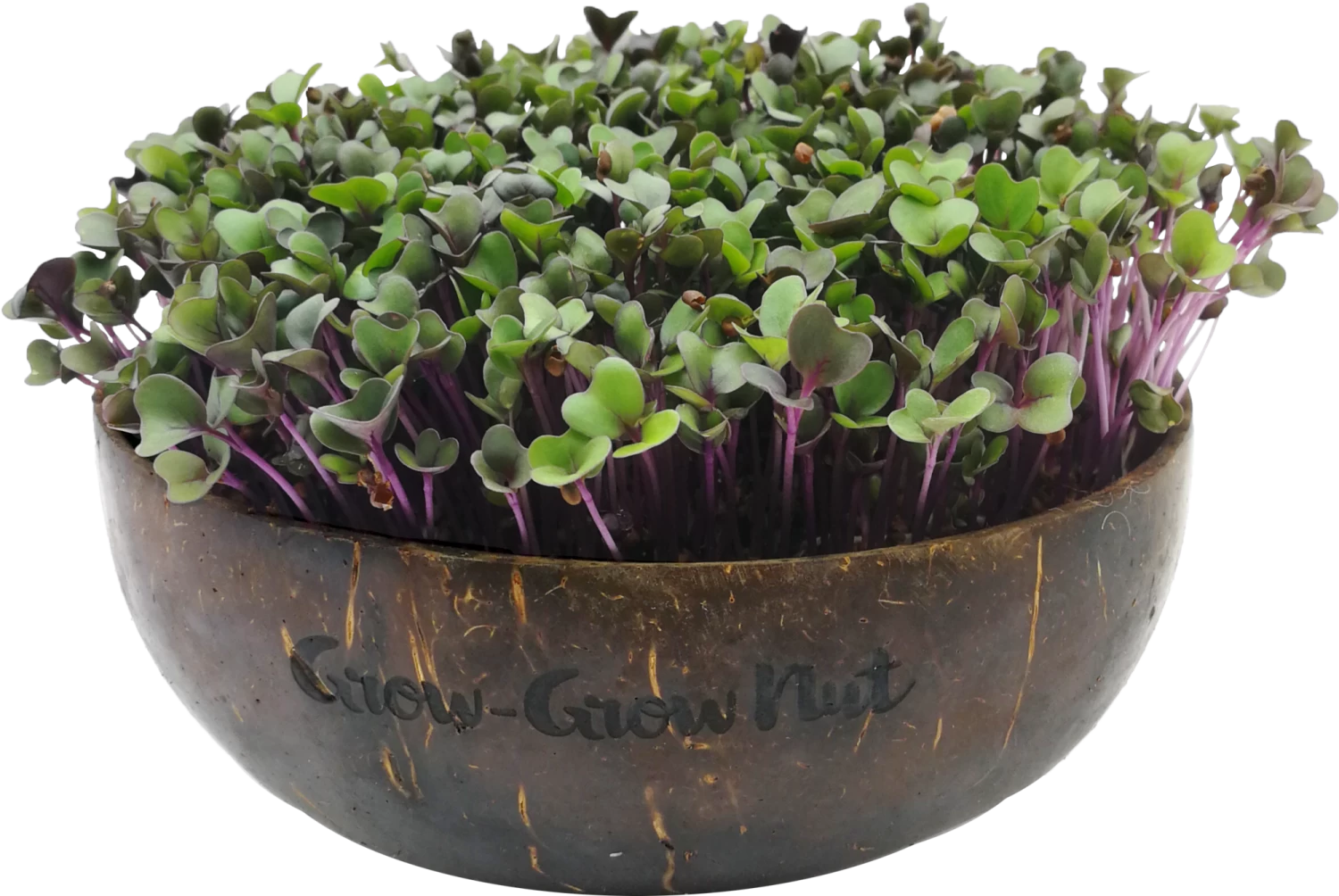 Microgreens Nachfüllpaket "The Mikro Greens"