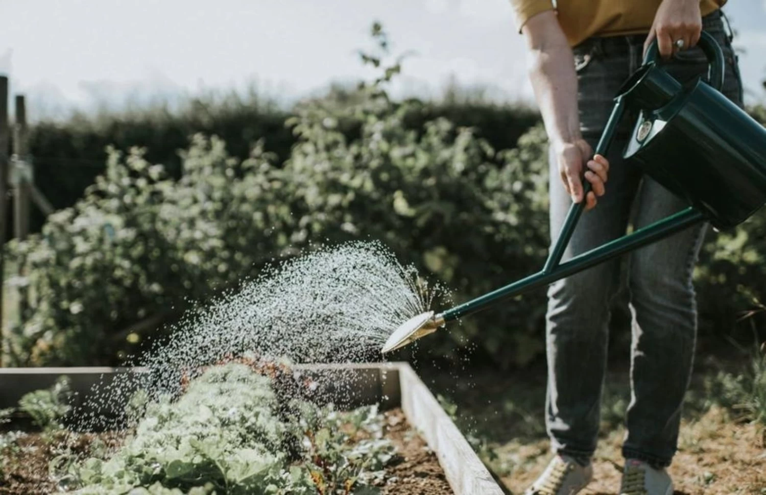 Metall Gießkanne "Original" -8,8 Liter, Grün