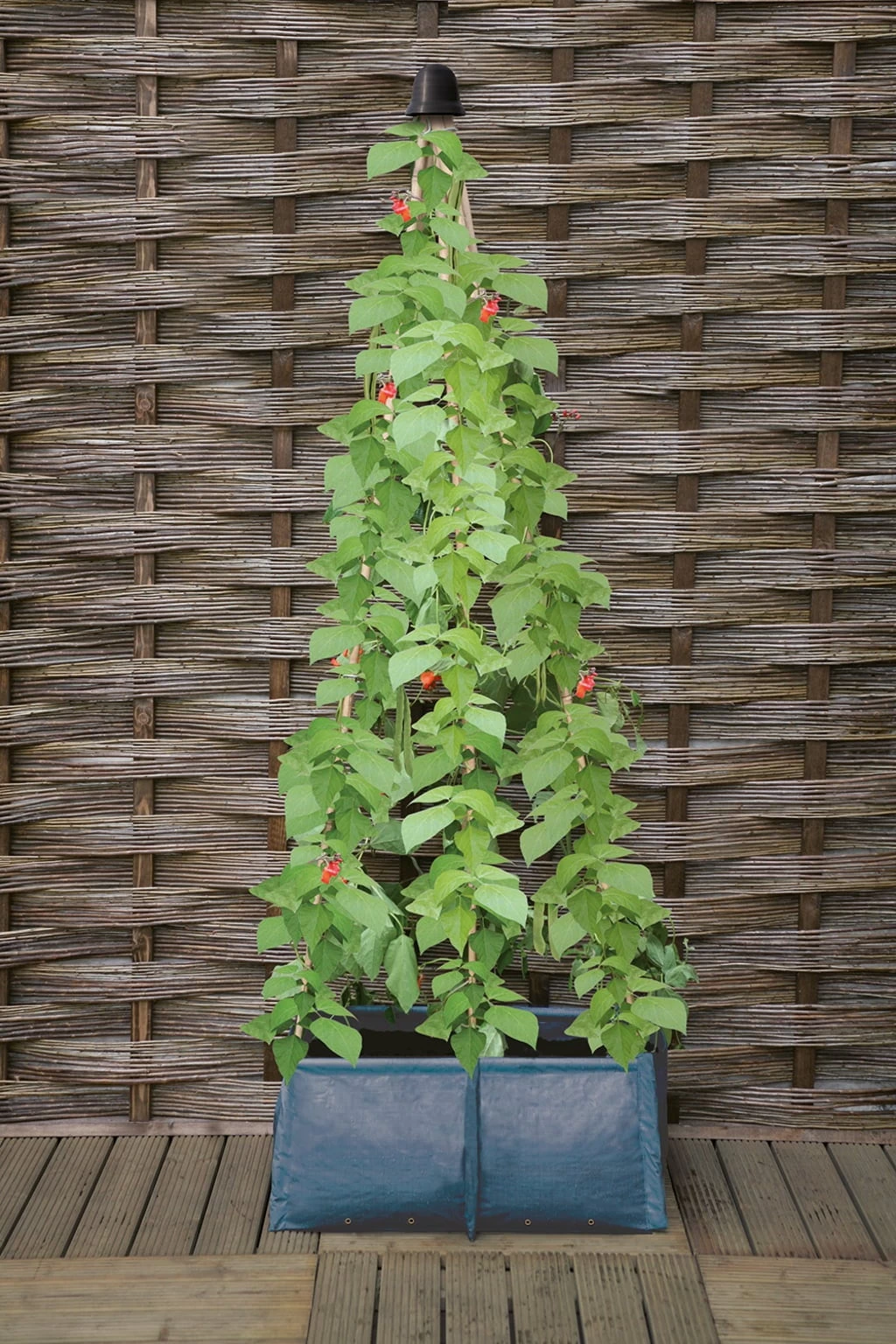 Pflanztasche Für Erbsen & Bohnen – Bild 3
