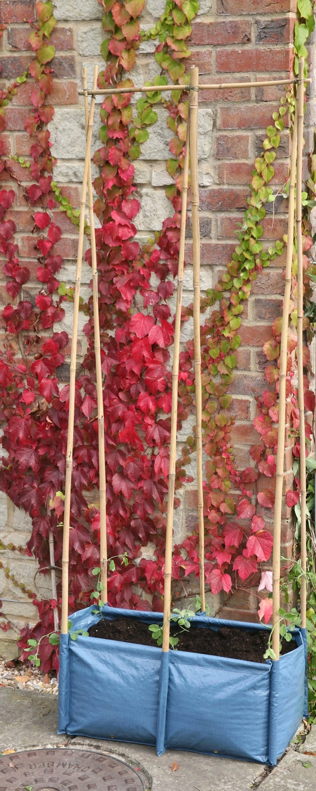 Pflanztasche Für Erbsen & Bohnen – Bild 2