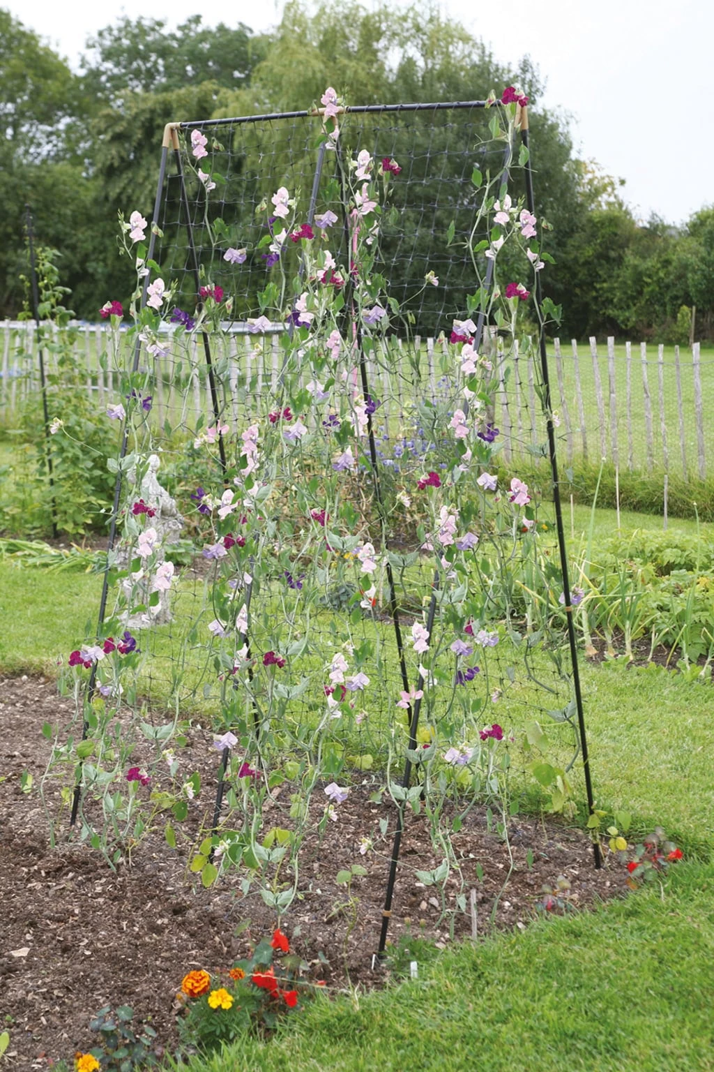 Rankhilfe Für Bohnen, Erbsen & Zuckererbsen – Bild 2