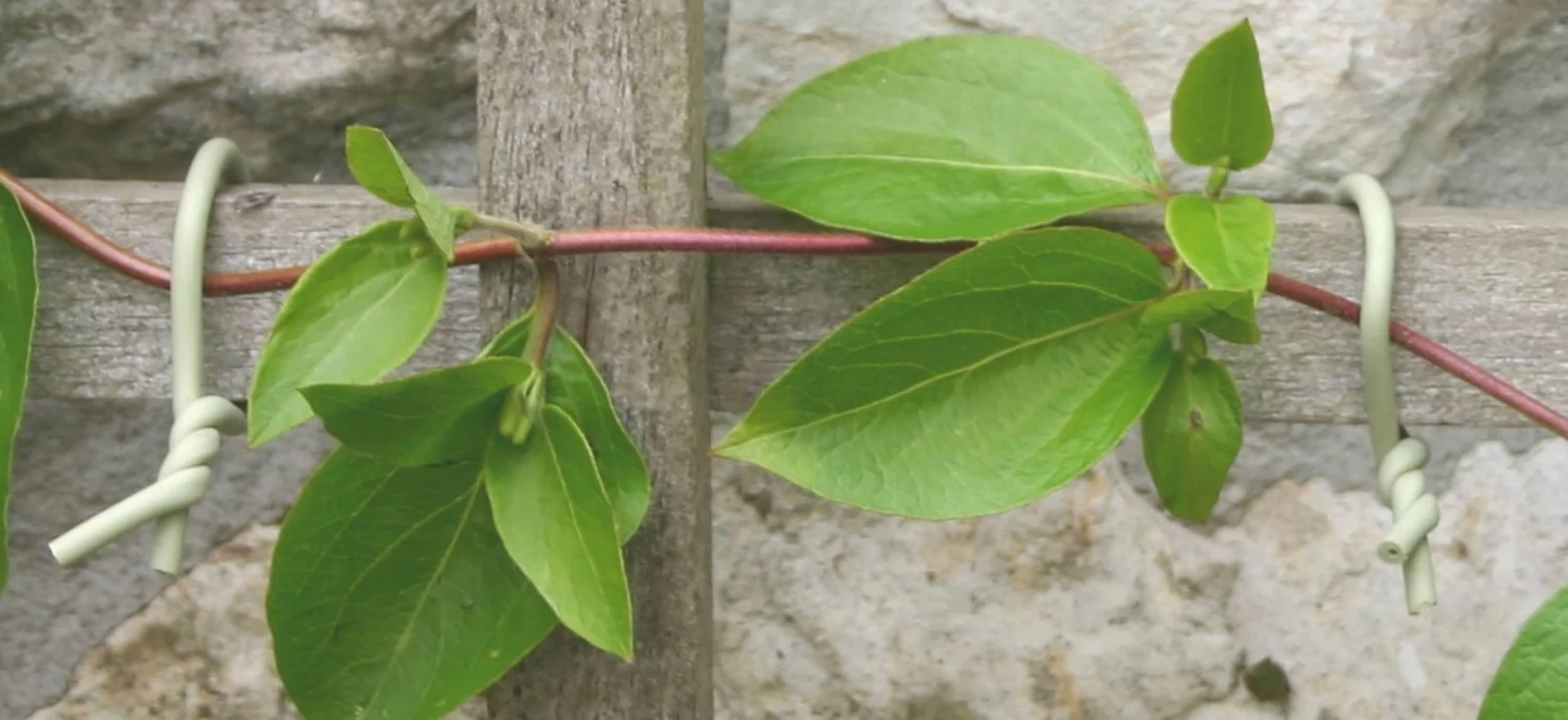 Slim Soft Tie, 8 M – Bild 3