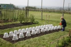 Viktorianische Pflanzglocke "Baby", 3 Stück