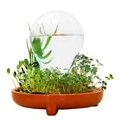 "Patella Crescenda" - Natürliches Keimset