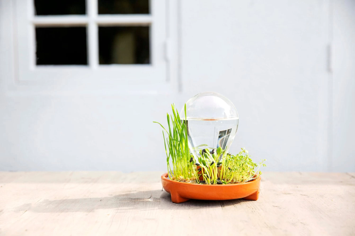 "Patella Crescenda" - Natürliches Keimset – Bild 7