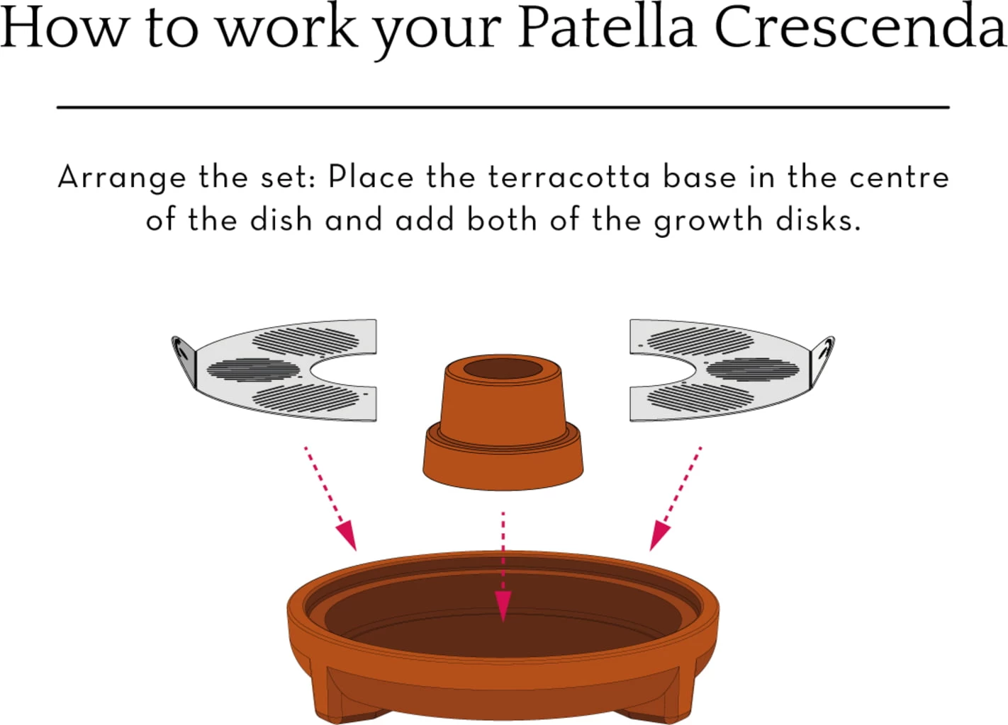 "Patella Crescenda" - Natürliches Keimset – Bild 10