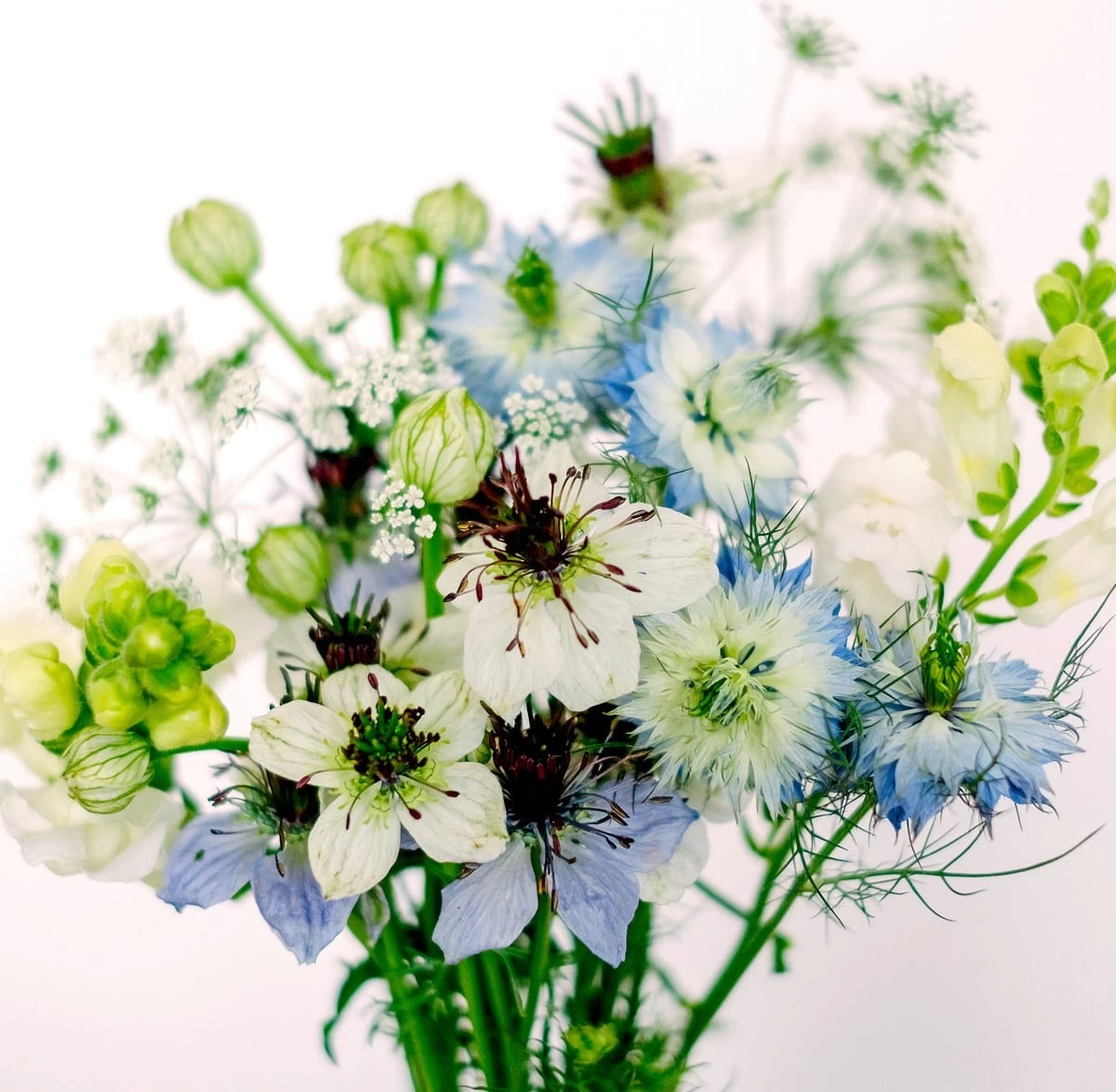 Wild Bouquet "Nigella Collection" Samen-Set – Bild 2