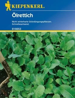 Ölrettich "Brutus"