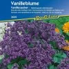 Vanilleblume "Vanillezauber"