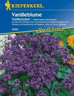 Vanilleblume "Vanillezauber"