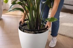 LECHUZA Pflanzgefäß CLASSICO Color LS 43, Sandbraun