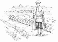 Bio-Gemüse Erfolgreich Direktvermarkten