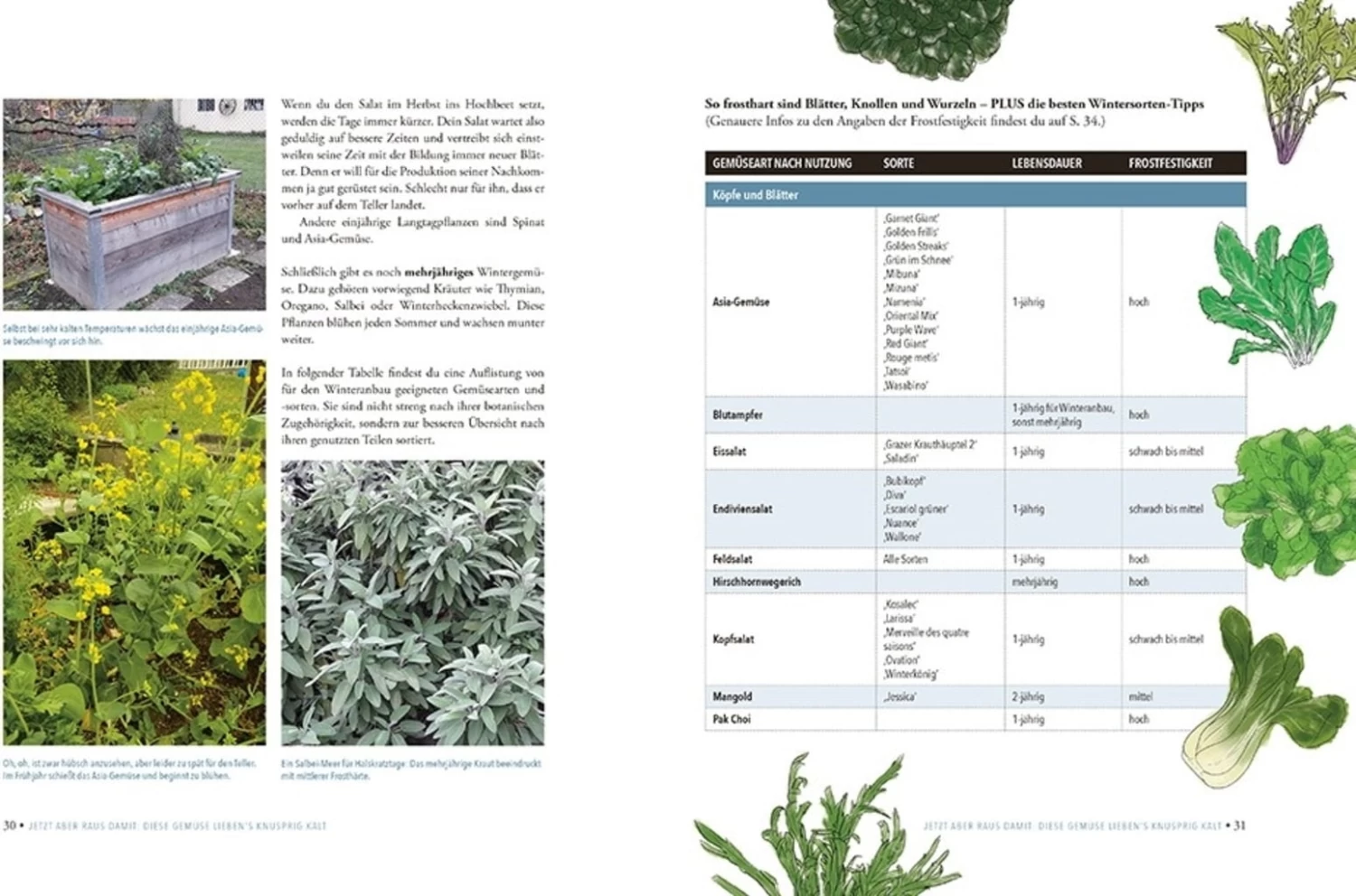 Das Sensationelle Winterhochbeet – Bild 7