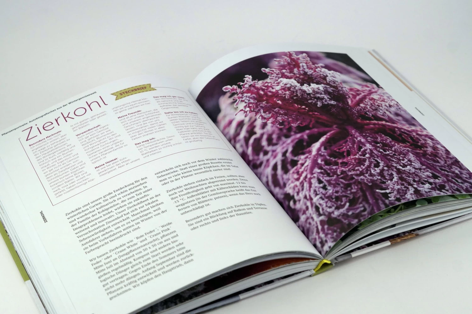 Ernte Mich Im Winter – Bild 7